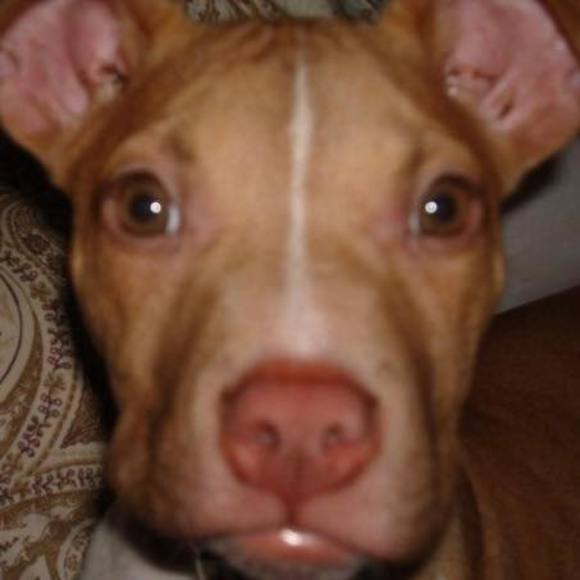 demetrius_davis